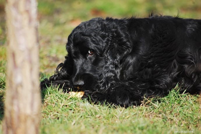 Preventing Resource Guarding in Dogs: A Practical Guide