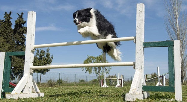 Relieve Your Dog’s Hip & Joint Pain: Trusted Remedies & Owner Tips