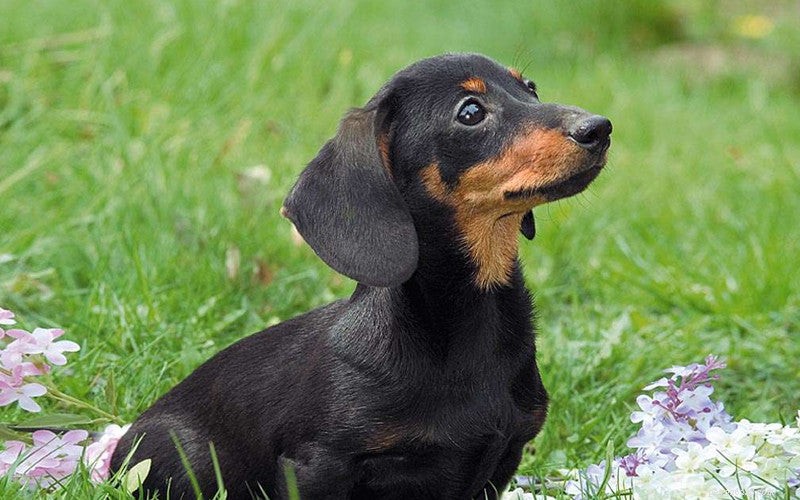 Professional Dog Coat Care: Grooming Tips & Health Checks