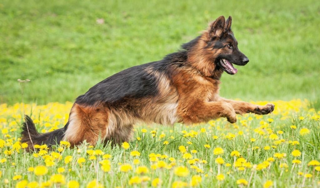 Professional Dog Coat Care: Grooming Tips & Health Checks