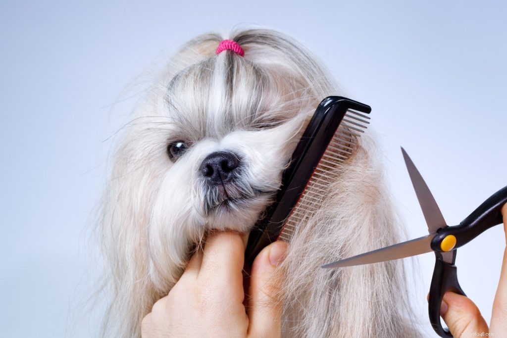 Professional Dog Coat Care: Grooming Tips & Health Checks