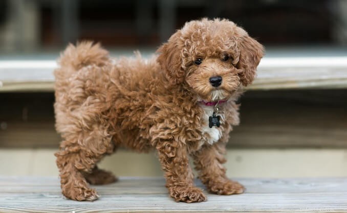 Professional Dog Coat Care: Grooming Tips & Health Checks