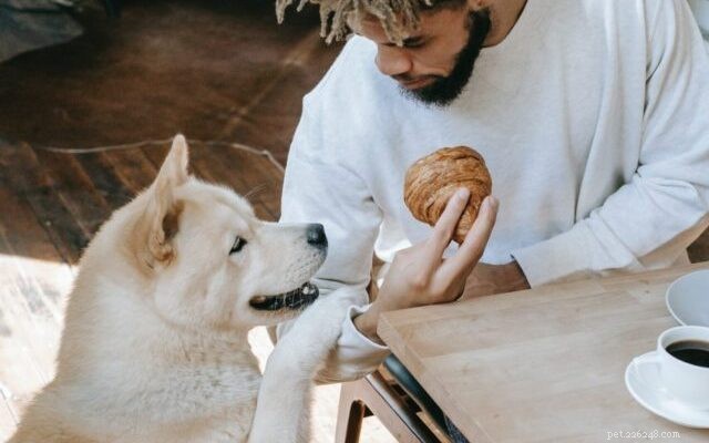 Tackling Picky Dogs: Proven Strategies for Easier Mealtimes