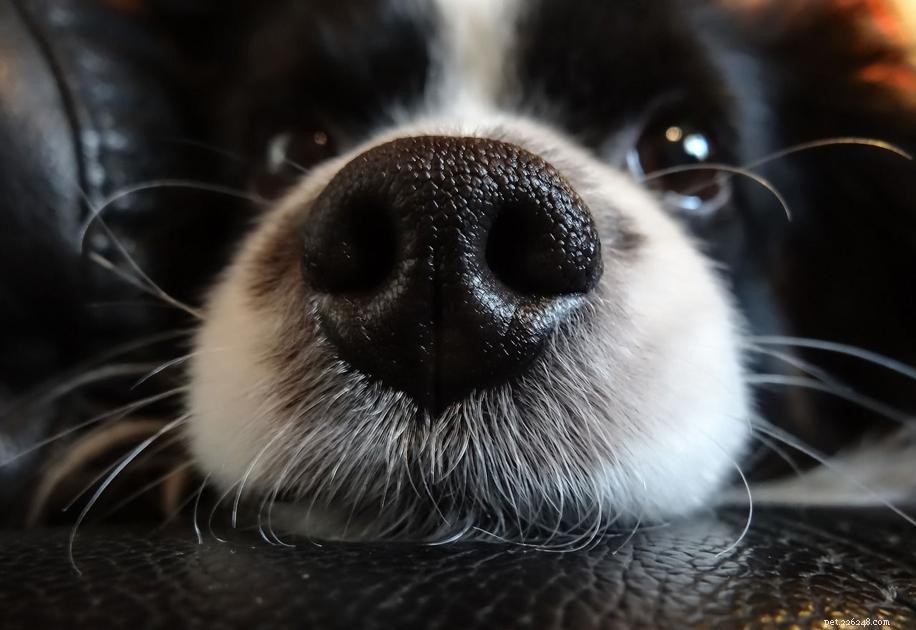 Reverse Sneezing in Dogs: Causes, Symptoms, and Effective Treatment