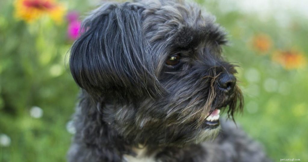 Reverse Sneezing in Dogs: Causes, Symptoms, and Effective Treatment