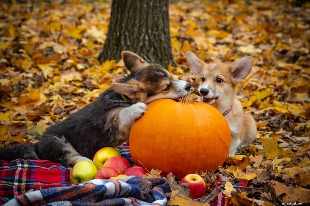 Safe Summer Fruits & Veggies for Dogs: What to Feed Your Pet