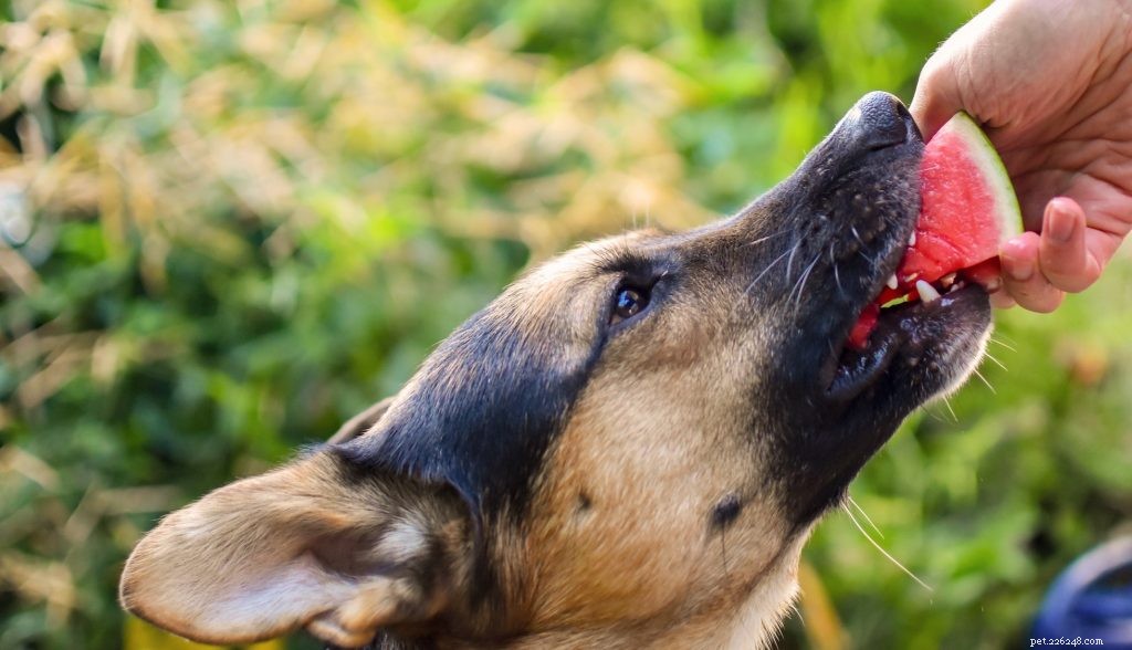 Safe Summer Fruits & Veggies for Dogs: What to Feed Your Pet