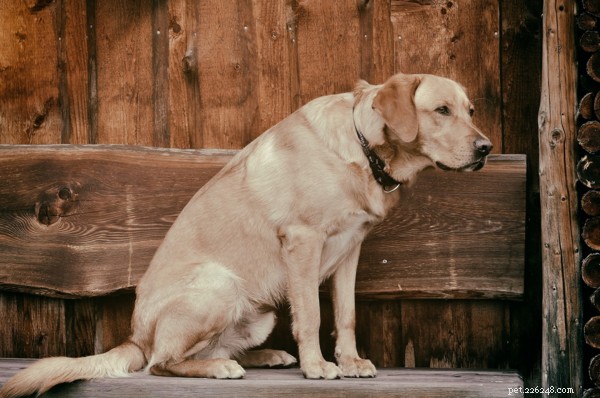 Managing Joint Pain in Dogs: Practical Tips to Relieve Your Pet