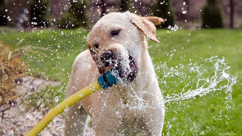 Keep Your Dog Cool in Summer: Expert Tips for Heat Safety