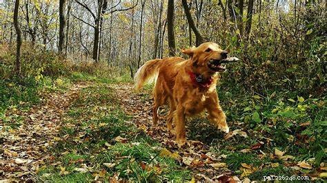 Managing Joint Pain in Dogs: Practical Tips to Relieve Your Pet