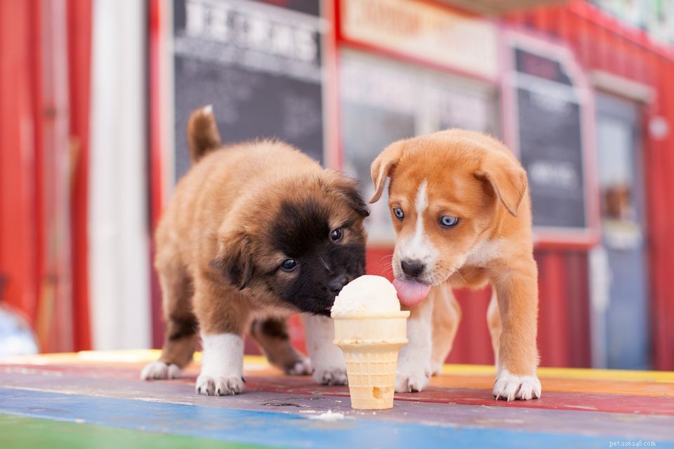 Keep Your Dog Cool in Summer: Expert Tips for Heat Safety