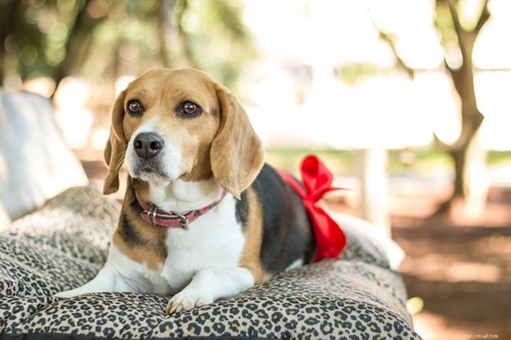 What to Expect When Your Dog is Pregnant: A Comprehensive Guide