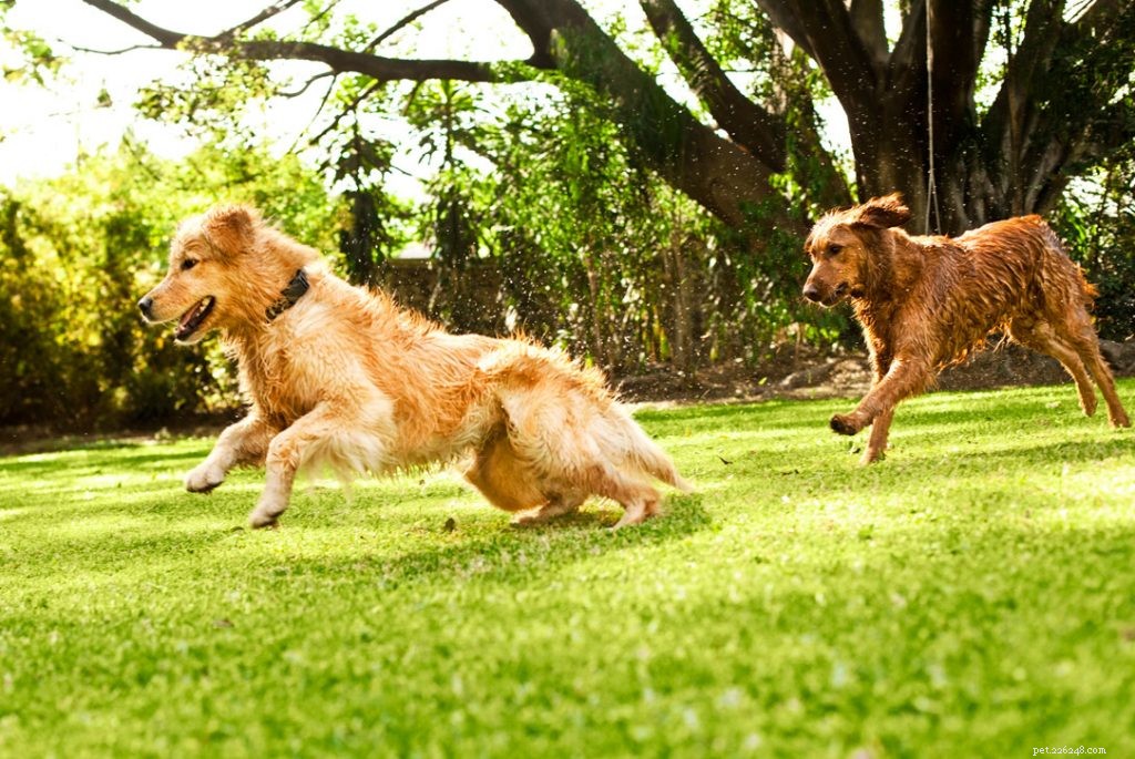 The Ultimate Guide to Maintaining Your Dog s Joint Health