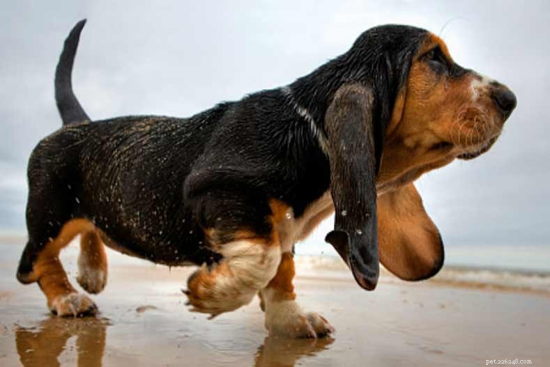 The Ultimate Guide to Maintaining Your Dog s Joint Health