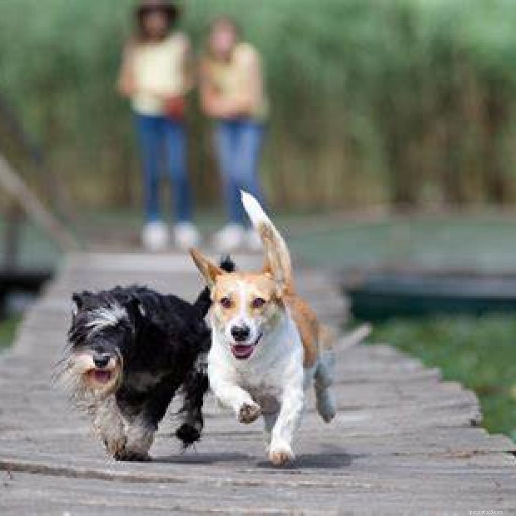 The Ultimate Guide to Maintaining Your Dog s Joint Health