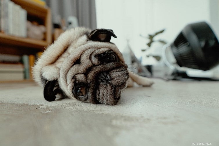 Ensuring Your Dog Gets the Right Vitamin D for Health and Happiness