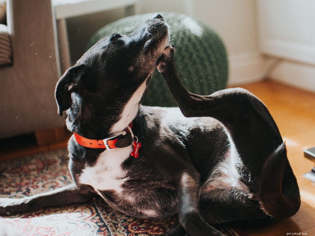 Effective Relief for Your Dog’s Itchy Skin: Top Treatments & Foods