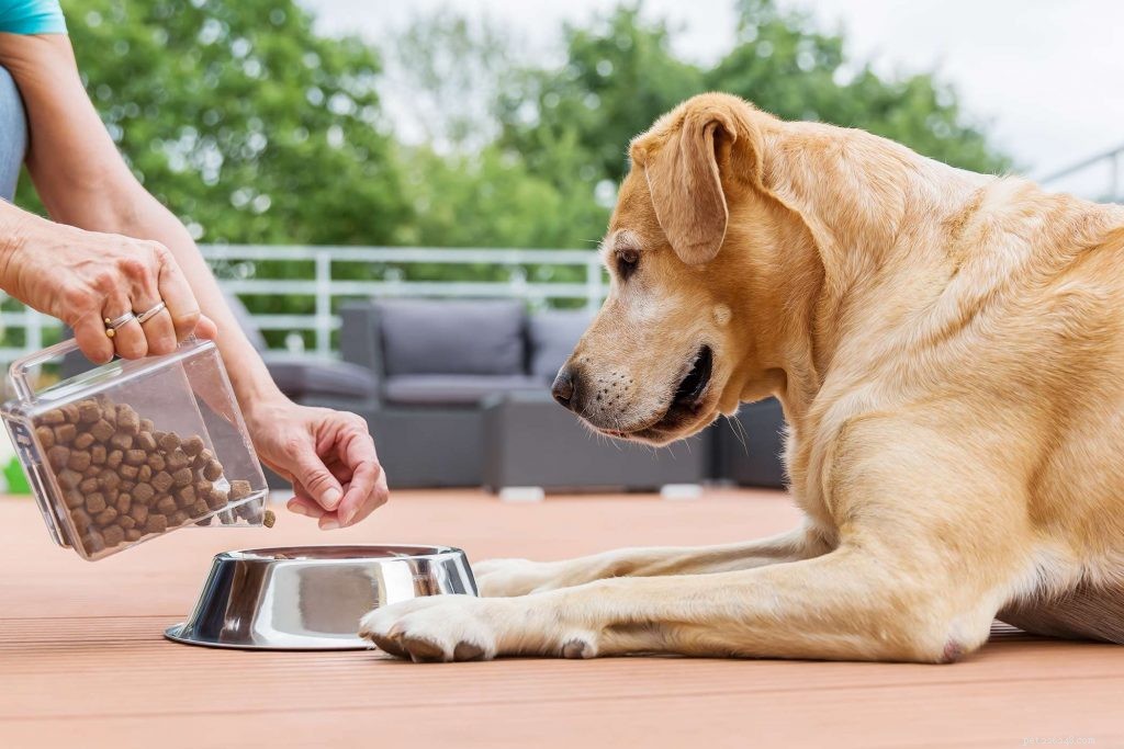 Effective Relief for Your Dog’s Itchy Skin: Top Treatments & Foods