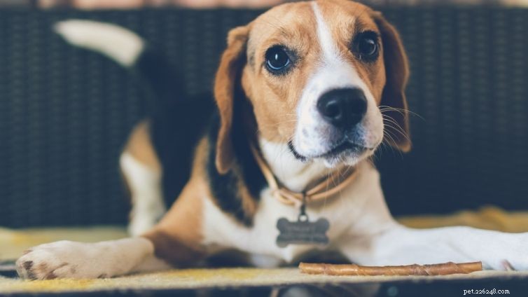 Effective Ways to Relieve Your Dog s Upset Stomach