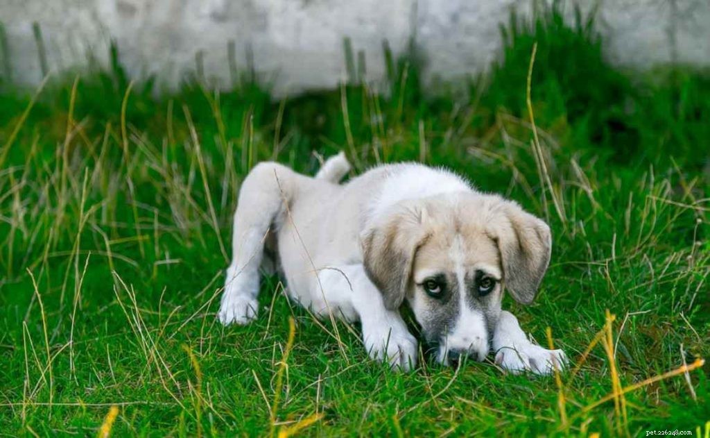 Effective Ways to Relieve Your Dog s Upset Stomach