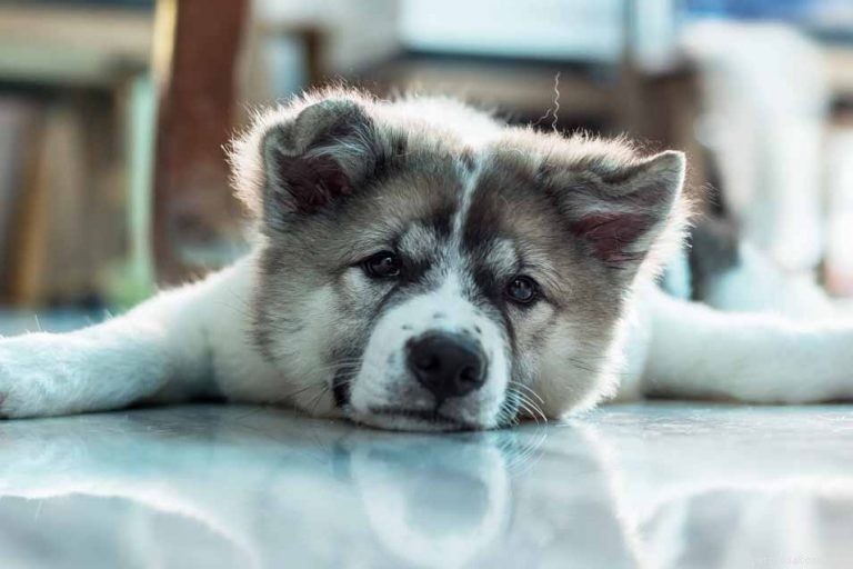 Effective Ways to Relieve Your Dog s Upset Stomach
