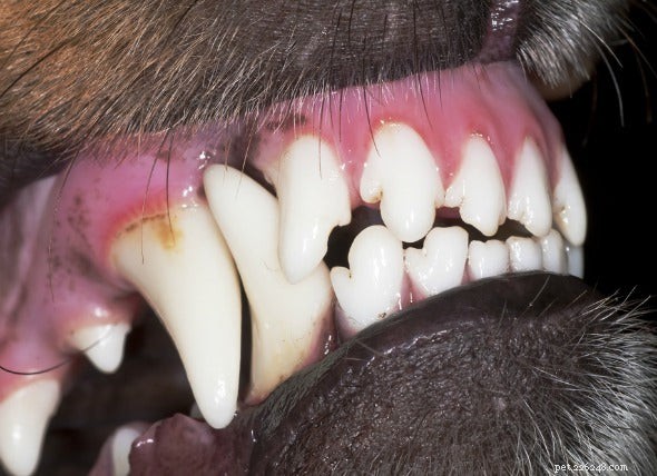 Dog Gums 101: Spotting Healthy Signs and Common Issues