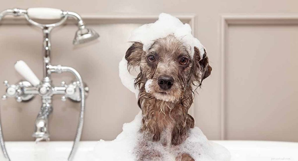 Dog Dandruff: Causes, Symptoms & Effective Remedies