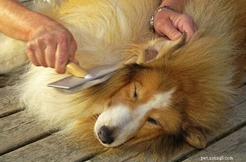 Dog Dandruff: Causes, Symptoms & Effective Remedies