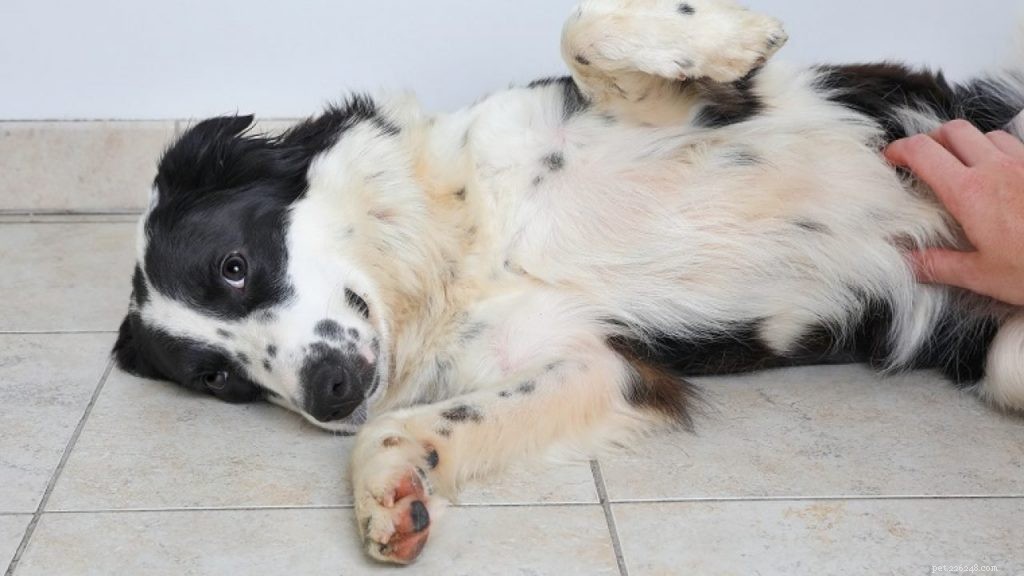How Your Dog’s Gut Health Shapes Their Overall Well‑Being