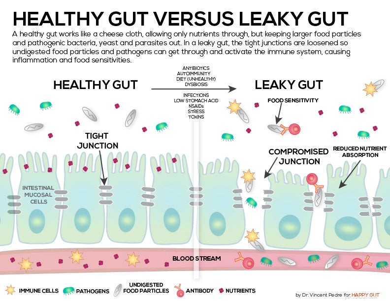 How Your Dog’s Gut Health Shapes Their Overall Well‑Being