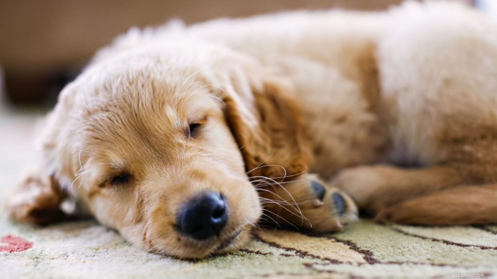 7 Proven Techniques to Calm a Hyperactive Dog