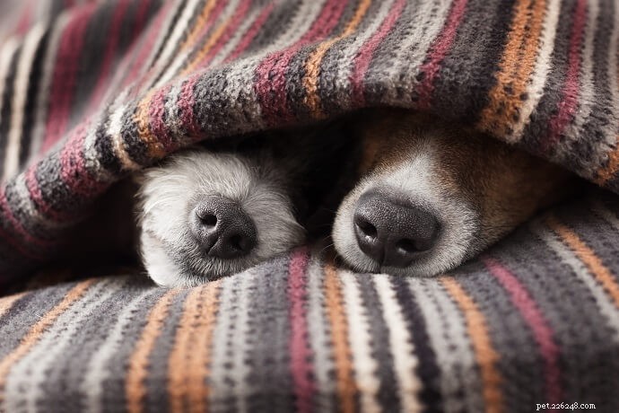 Winter Dry Skin in Dogs: Causes & Natural Treatments