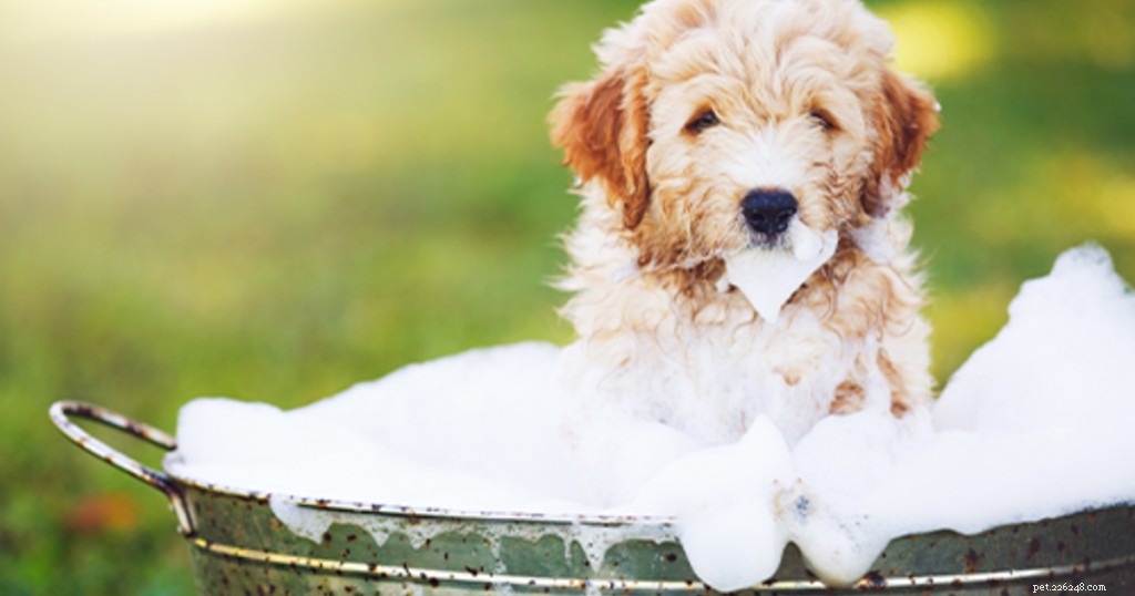 Winter Dry Skin in Dogs: Causes & Natural Treatments