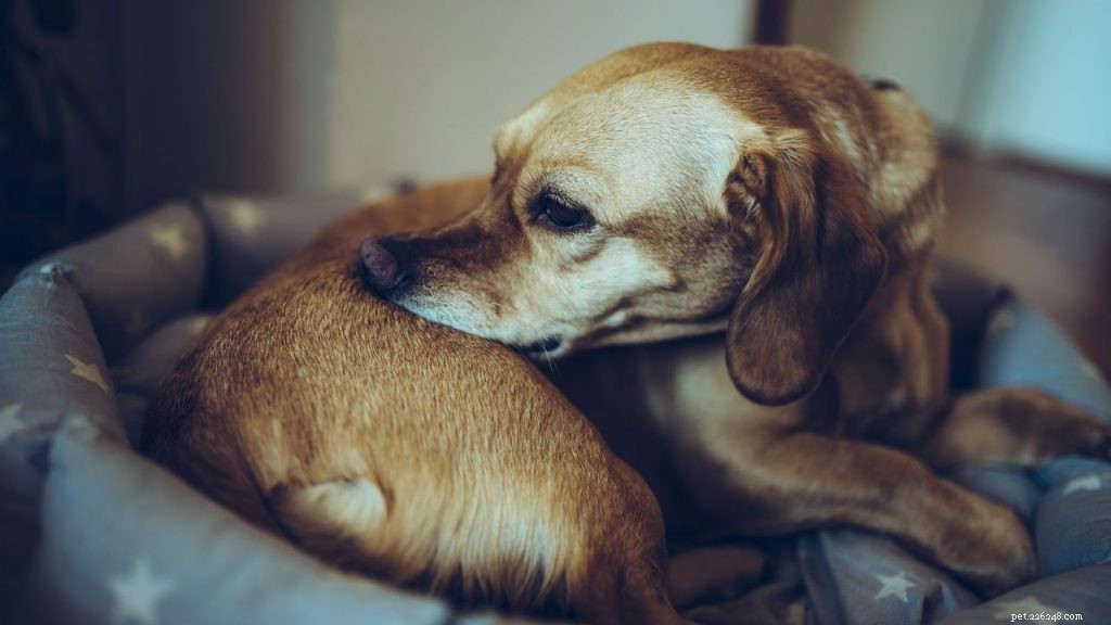 Winter Dry Skin in Dogs: Causes & Natural Treatments