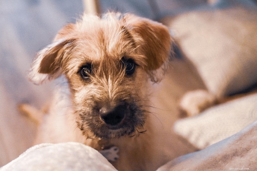 Canine Nutrition: When and Why to Add Daily Multivitamins