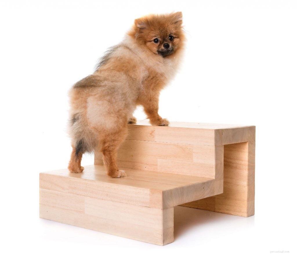 Comprehensive Holistic Guide to Managing Arthritis in Dogs