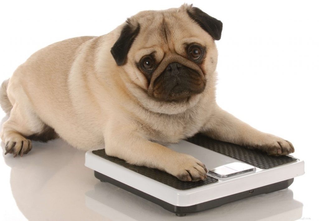 Comprehensive Holistic Guide to Managing Arthritis in Dogs