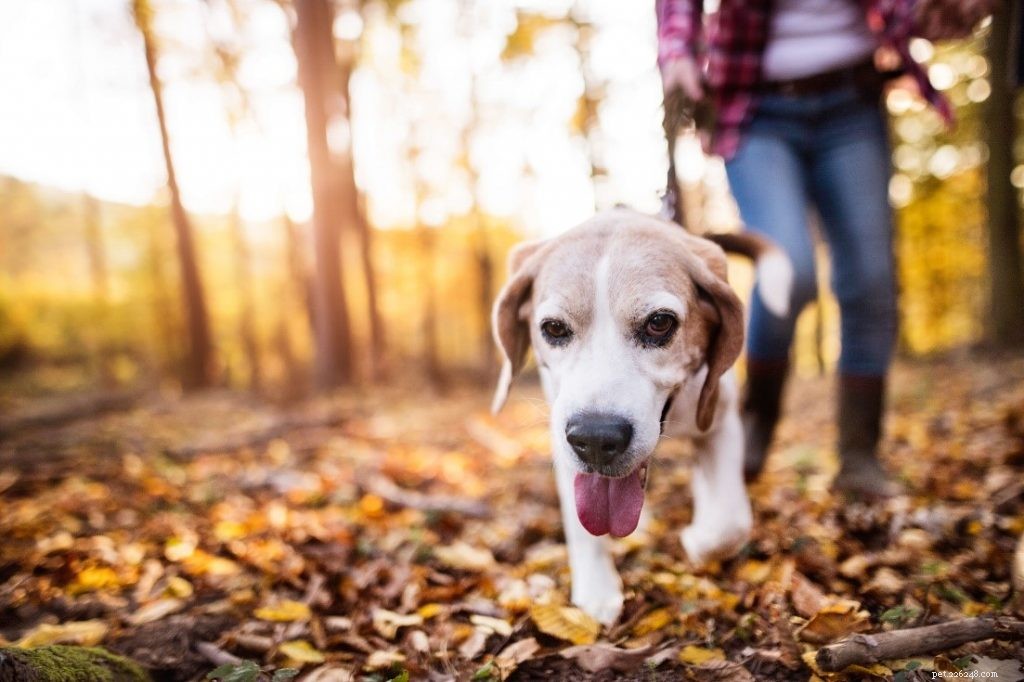 Comprehensive Holistic Guide to Managing Arthritis in Dogs