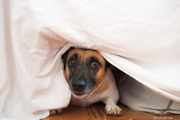 Is Your Dog Depressed? Spotting the Signs & Supporting Your Pet
