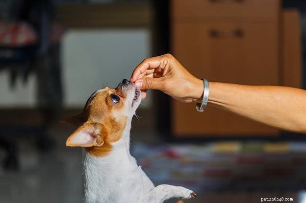 Is Your Dog Depressed? Spotting the Signs & Supporting Your Pet