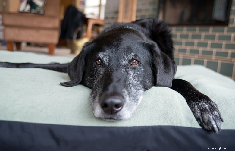 Caring for Senior Golden Retrievers: Expert Tips for Their Golden Years