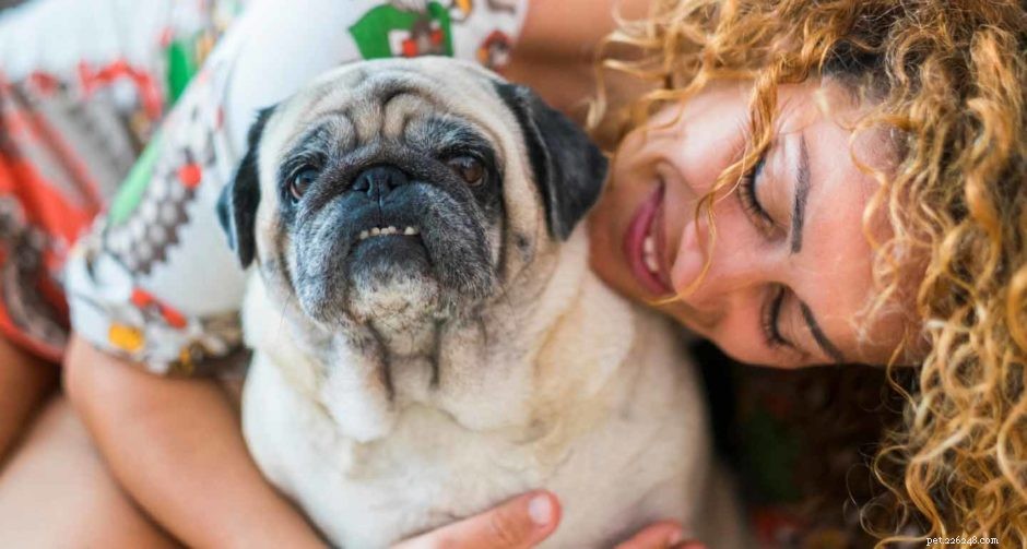 Caring for Senior Golden Retrievers: Expert Tips for Their Golden Years