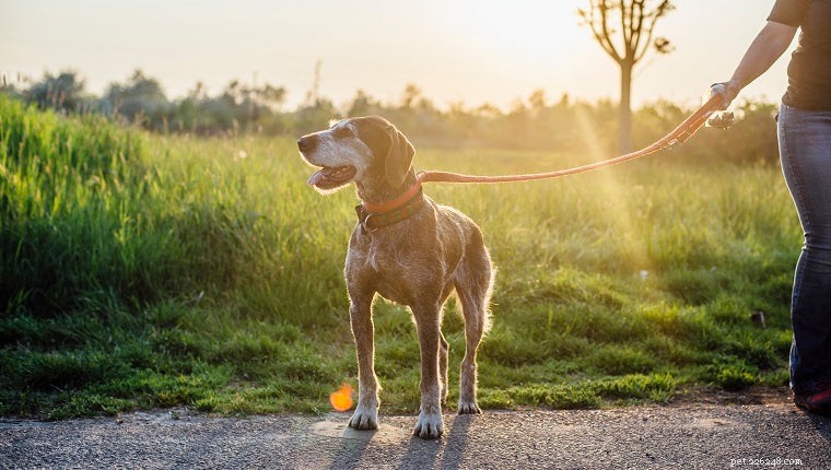 Caring for Senior Golden Retrievers: Expert Tips for Their Golden Years