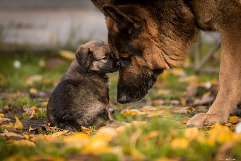 Do Dogs Really Need Vitamin Supplements for Optimal Health?