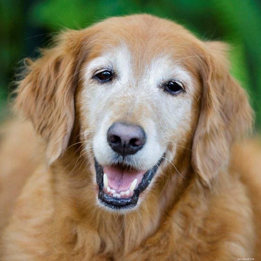 Do Dogs Really Need Vitamin Supplements for Optimal Health?
