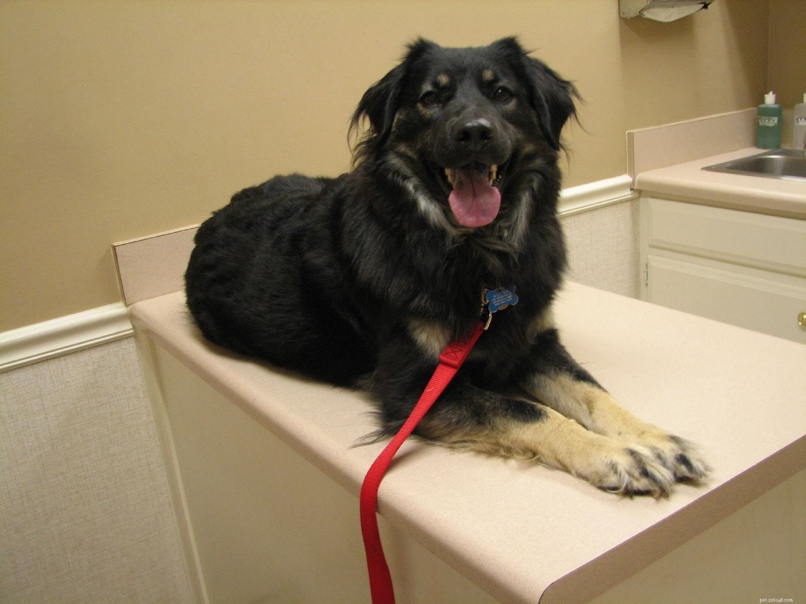 Essential Dog Dental Care: Expert Tips for Oral Hygiene & Teeth Cleaning