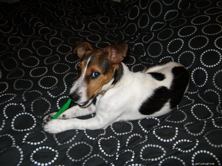 Essential Dog Dental Care: Expert Tips for Oral Hygiene & Teeth Cleaning