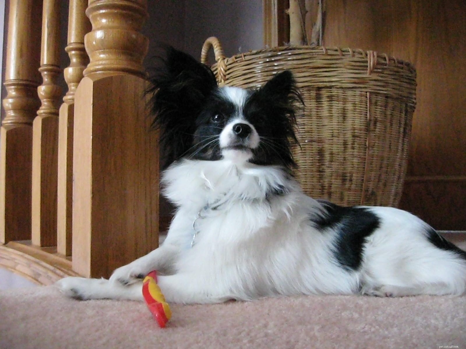 Essential Dog Dental Care: Expert Tips for Oral Hygiene & Teeth Cleaning