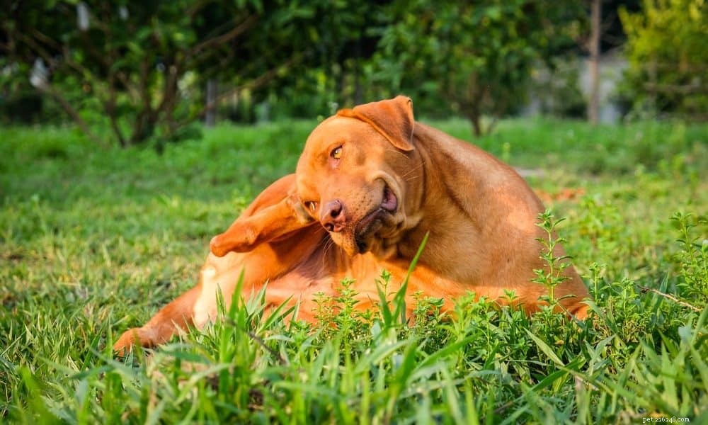 Dog Seasonal Allergies: Spotting & Treating Summer Symptoms