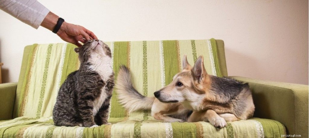 Recognizing and Managing Jealousy, Possessiveness, and Aggression in Dogs